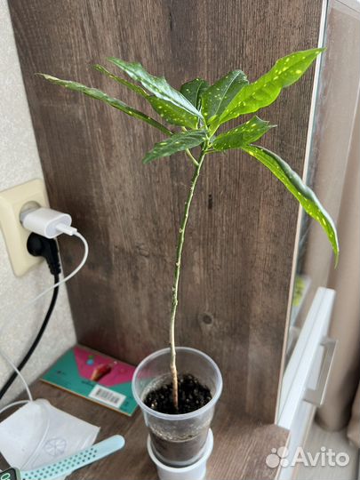 Кодиеум кротон