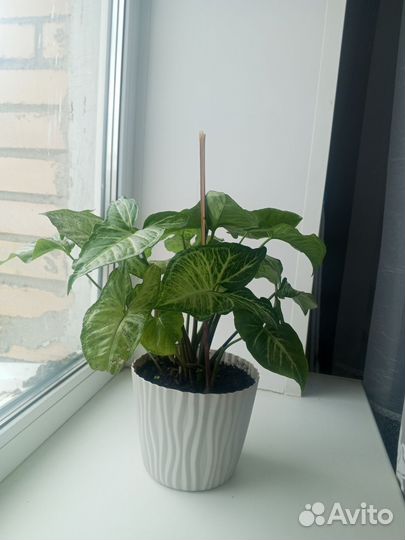 Сингониум комнатный цветок