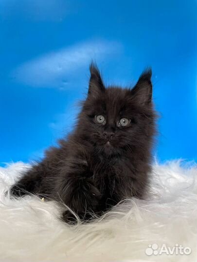 Черный мальчик