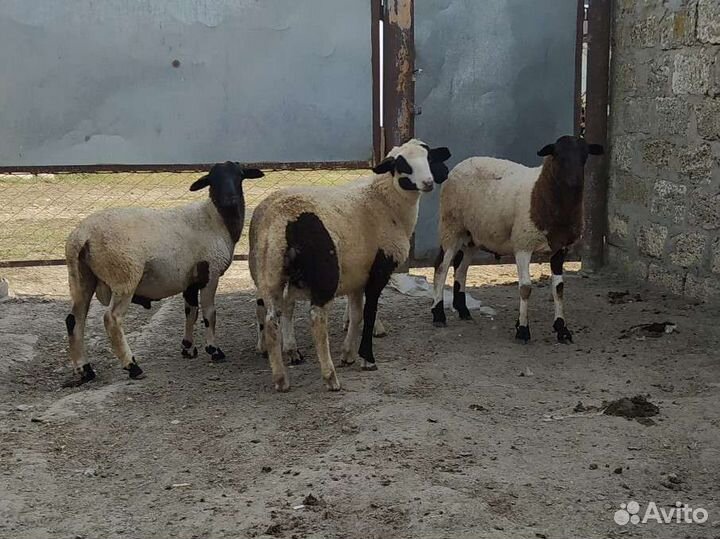 Овцы бараны ягнята