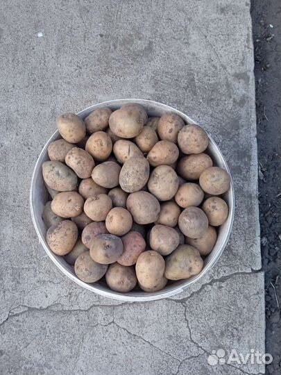 Семенной картофель гала 2ведра с отростками