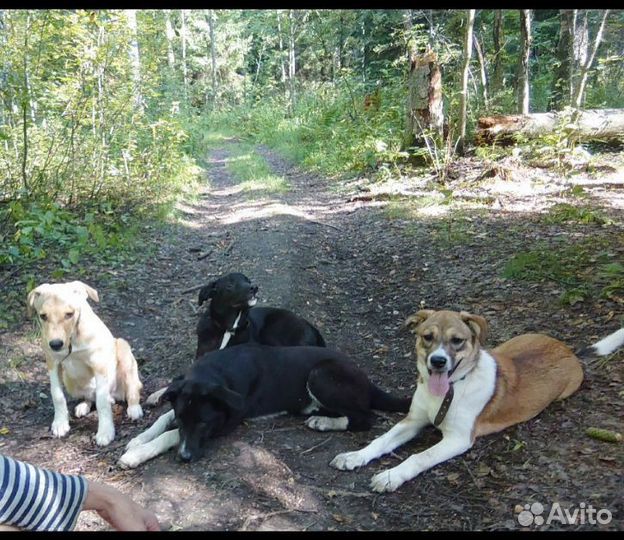 Отдам в добрые руки