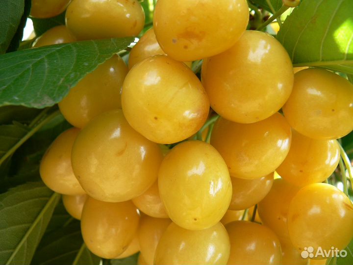 Саженцы плодовых деревьев