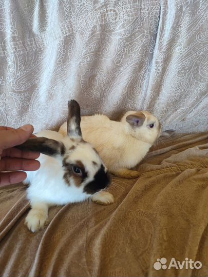 Декоративные карликовые кролики