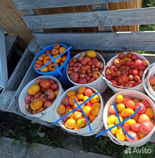 Помидоры домашние