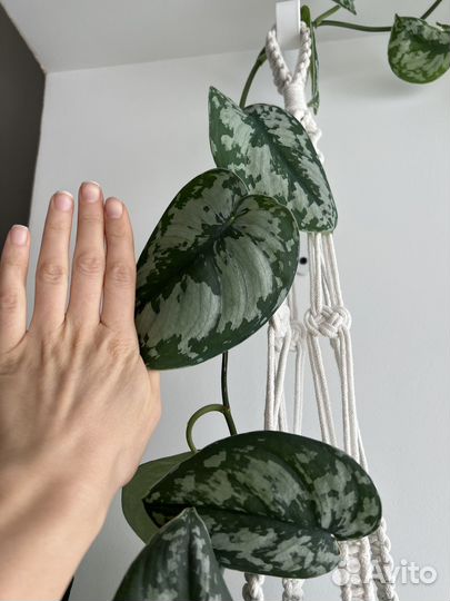 Сциндапсусы, эпипремнумы