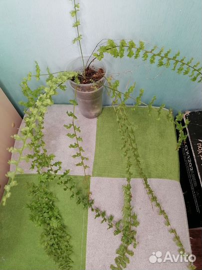 Папоротник Пикок