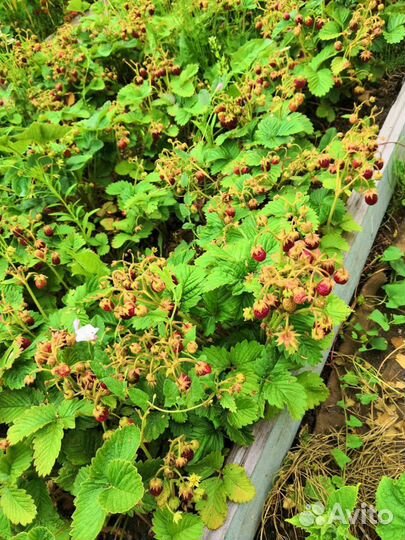 Земляника -рассада