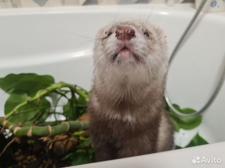 Домашний хорек