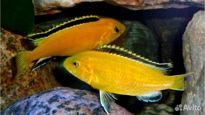 Лабидохромис Еллоу рыбки цихлиды
