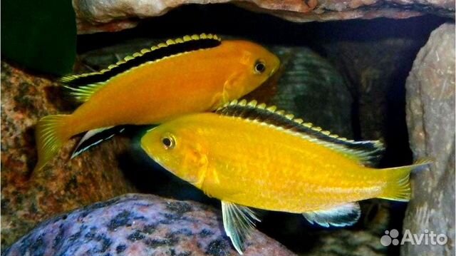 Лабидохромис Еллоу рыбки цихлиды