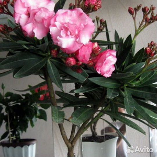 Олеандр махровый розовый