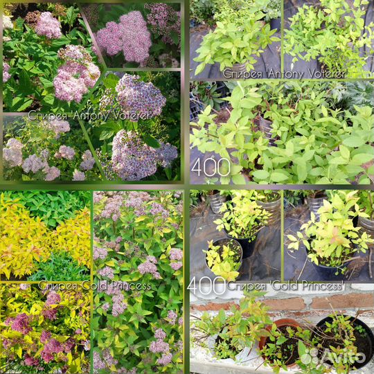 Многолетники