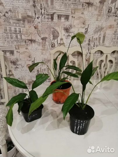 Спатифиллум