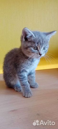 Котики девочки