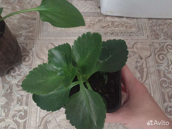 Диффенбахия, дримиопсис, каланхоэ