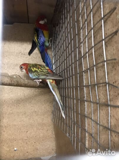 Попугай розелла пара