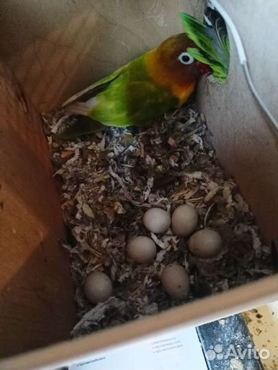 Попугаи неразлучники