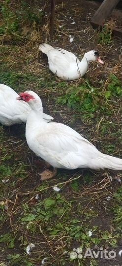 Мускусные утки тяжелой линии