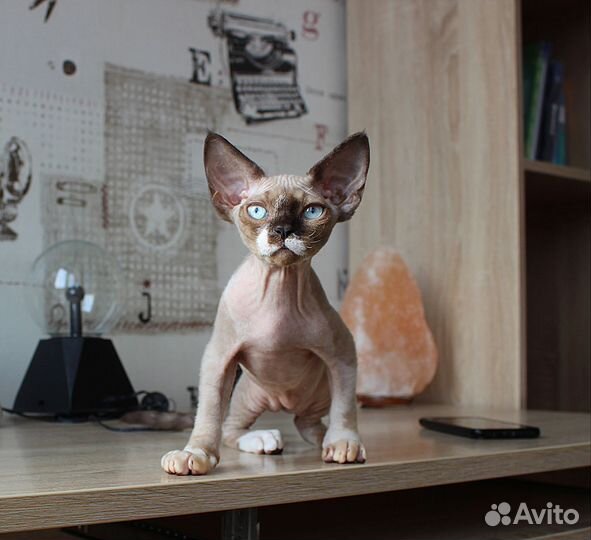 Котята девон-рекс