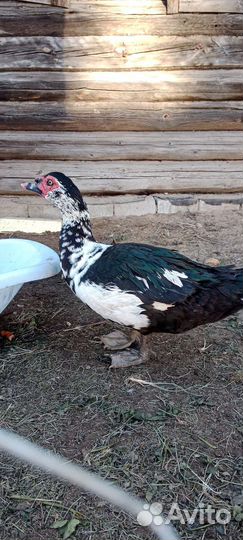 Селезни индоуток, петух