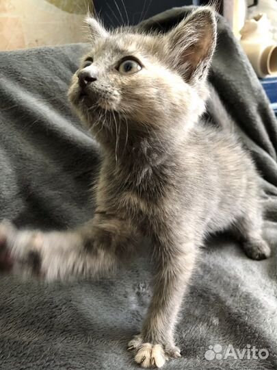 Котята голубая