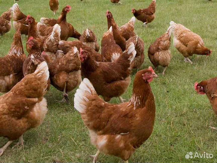 Куры молодки рыжие, белые, петухи