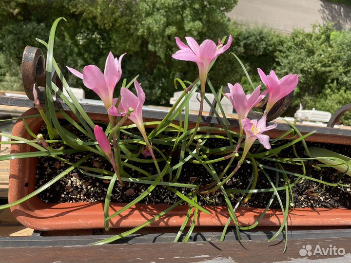 Зефирантнс