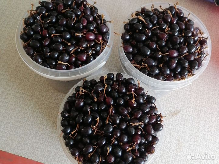 Малина красная, смородина чёрная