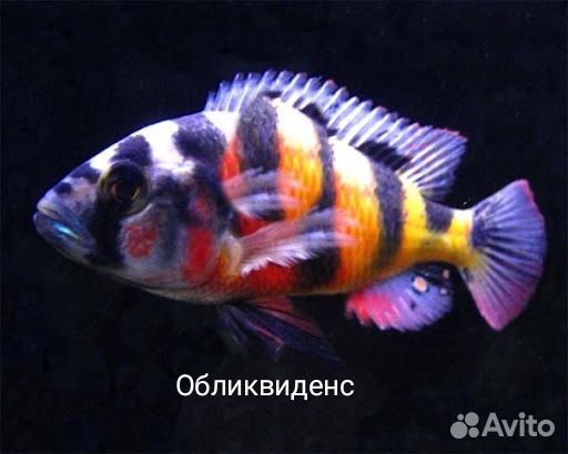 Цихлиды малавийцы