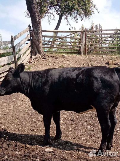 Корова и тёлка откорм