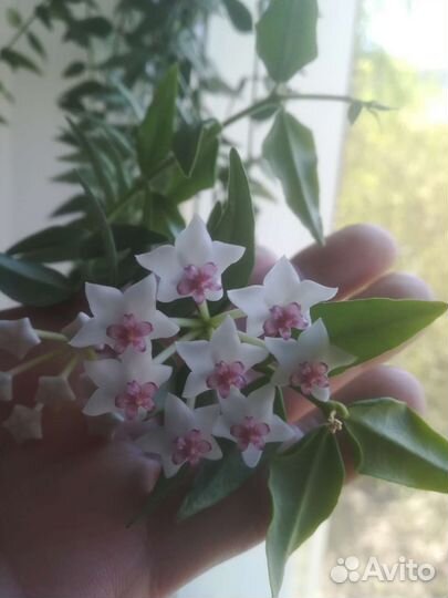 Хойя белла