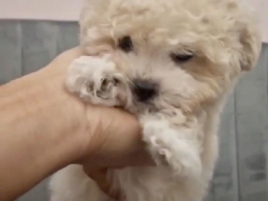 Девочка Мальтипу f1 maltipoo