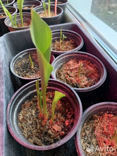 Каллы кремовые, с черной серединкой