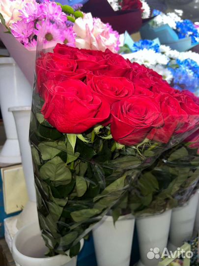 Роза голландская Фридом