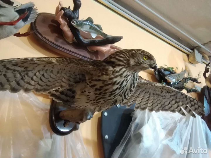 Таксидермия