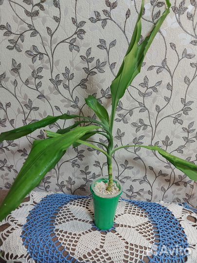 Комнатные растения цветы