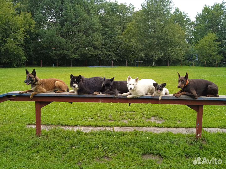 Кинолог, коррекция поведения