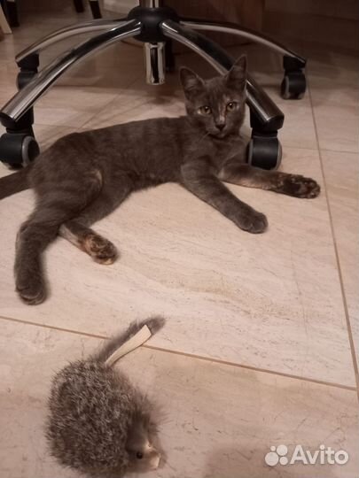 Котенок Моня в добрые руки