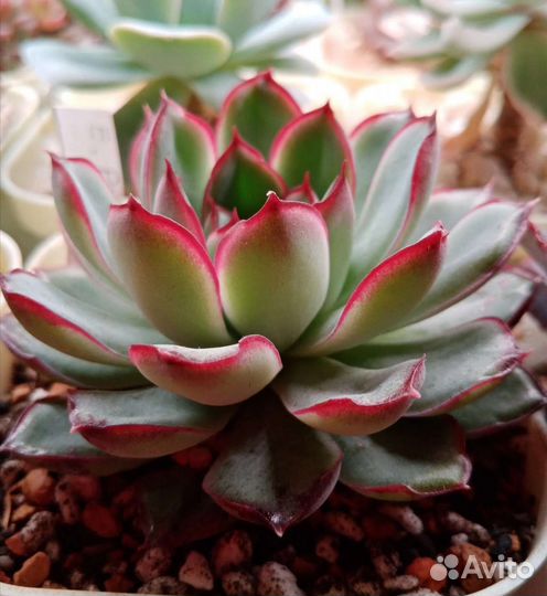 Суккуленты