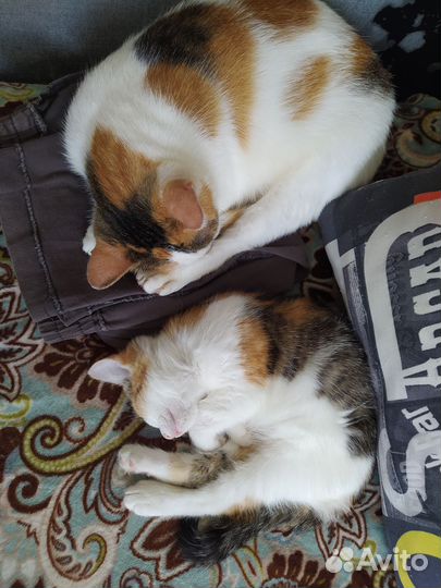 Котёнок и кошка в добрые руки бесплатно