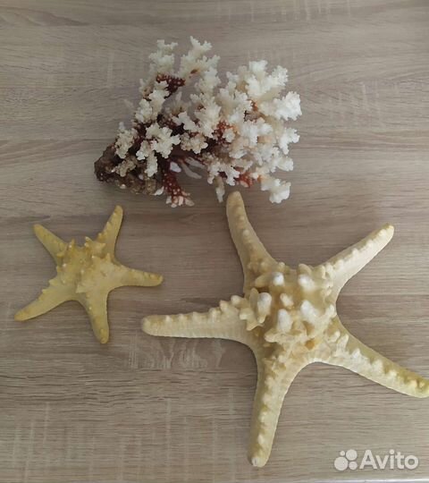 Морские ракушки, звезда, коралл
