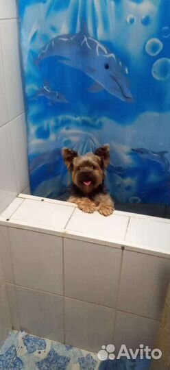 Мини йорик для вязки