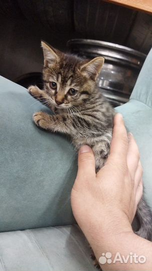 Котята