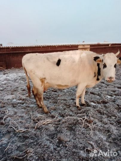 Коровы и быки