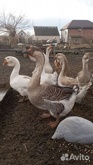 Холмогорские гуси и яйца