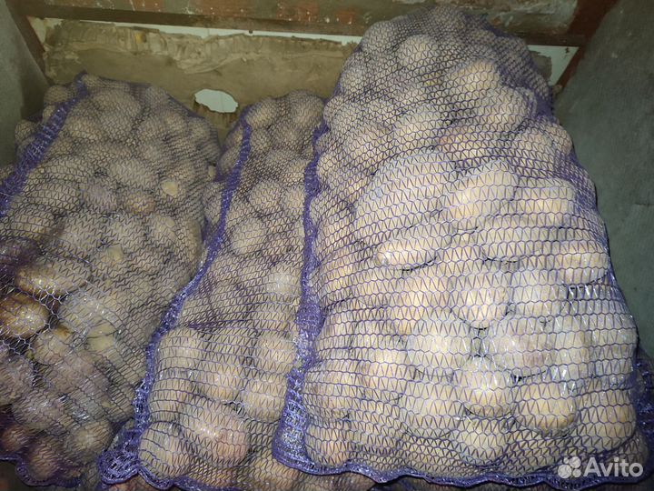 Продам картофель домашний