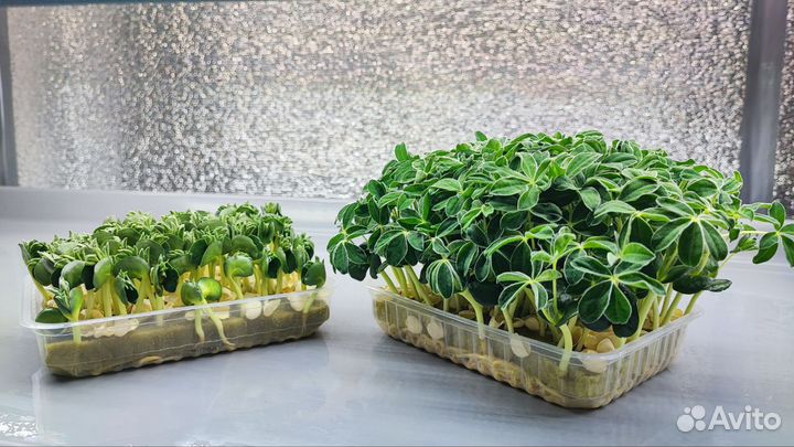 Микрозелень Красногорск