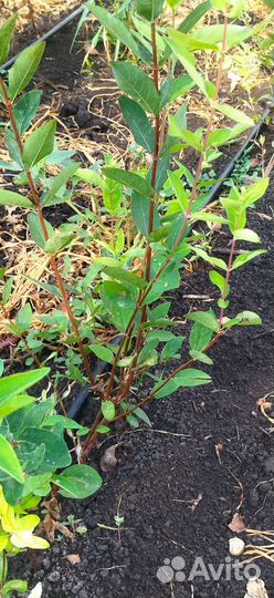 Саженцы плодовых деревьев, ягодных кустарников