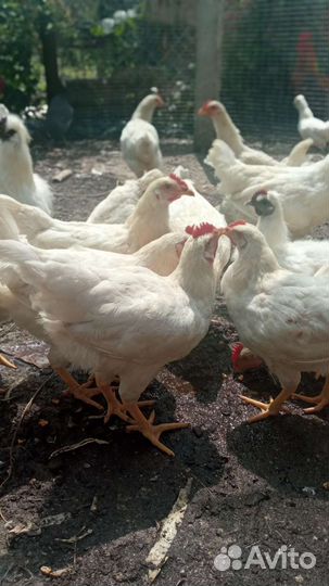 Цыплята подрощенные 3.5месяца